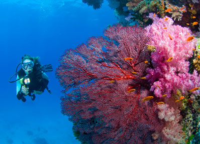 Gale Reef