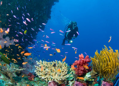 Dawson's Reef