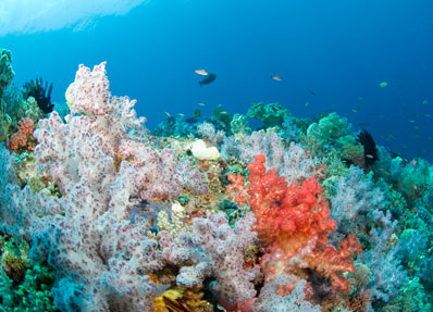 Claire's Reef